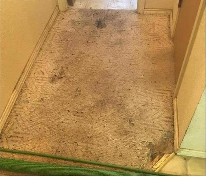 Dirty Carpet